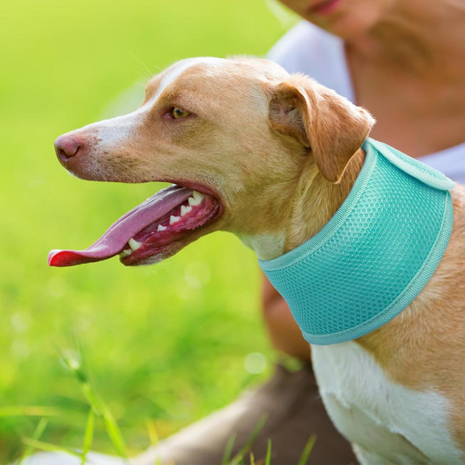Joy | Hundehalsband mit kühlendem Effekt - Leicht & verstellbar für den Sommer
