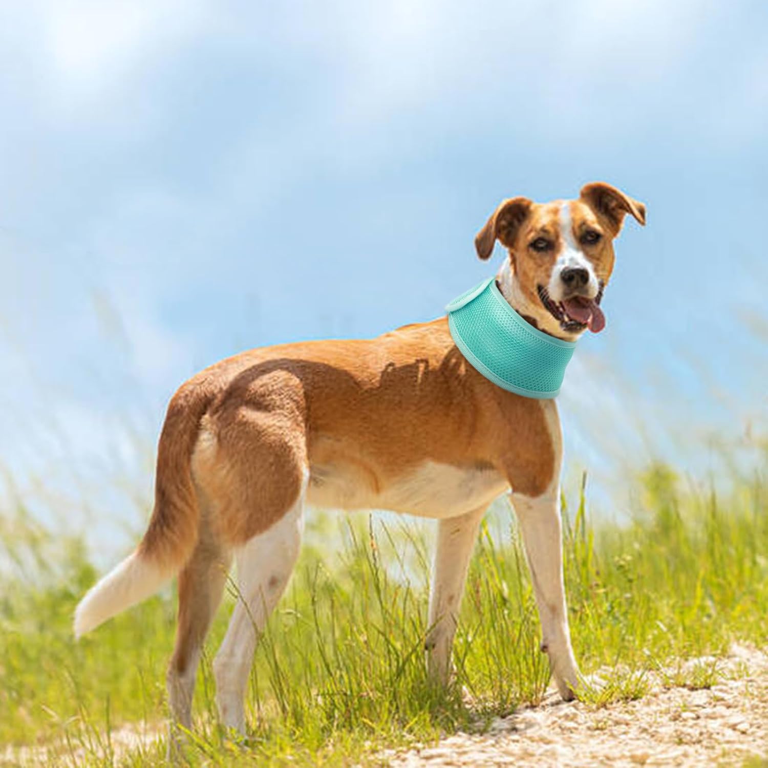 Joy | Hundehalsband mit kühlendem Effekt - Leicht & verstellbar für den Sommer