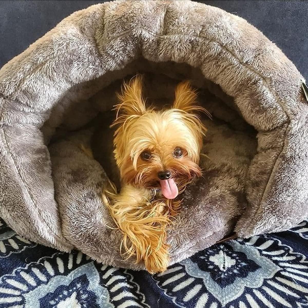 Norbert Komfortables Hundebett mit Höhle für Entspannung