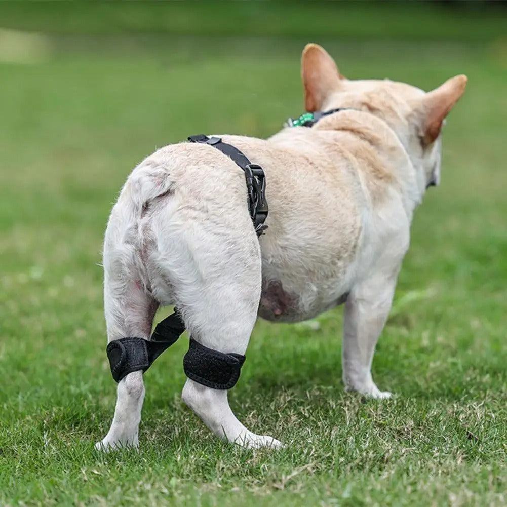 Sparky Unterstützender Stützgürtel Hunde