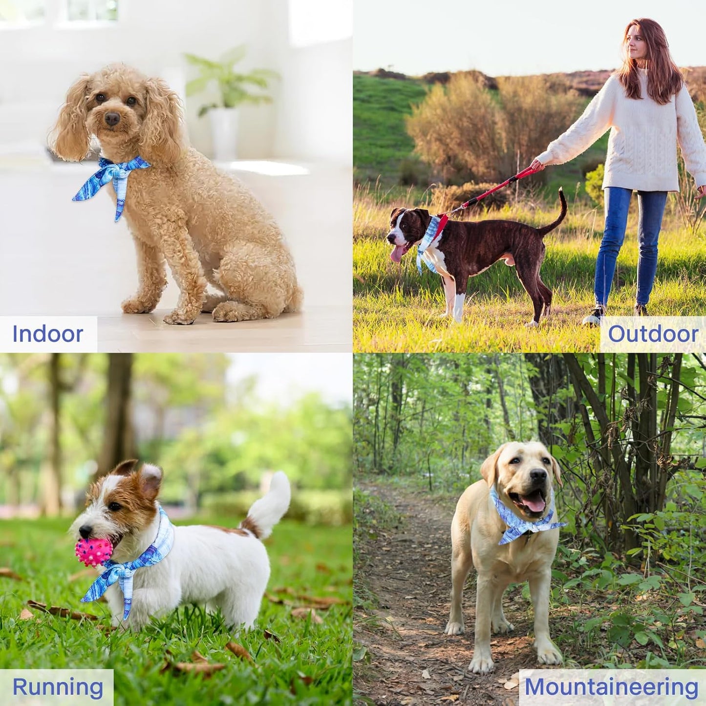 Cassie | Hundehalsband mit atmungsaktiver Struktur - Verstellbar & leicht