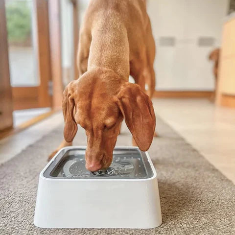 Gracie Trinknapf für Hunde
