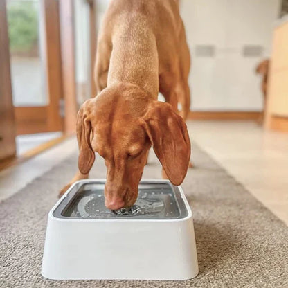 Gracie Trinknapf für Hunde