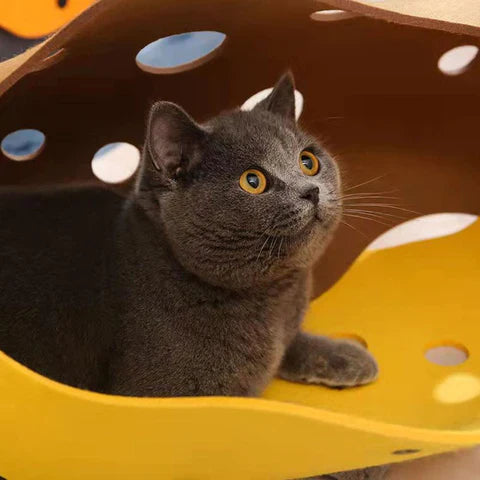 Amy Katzentunnel