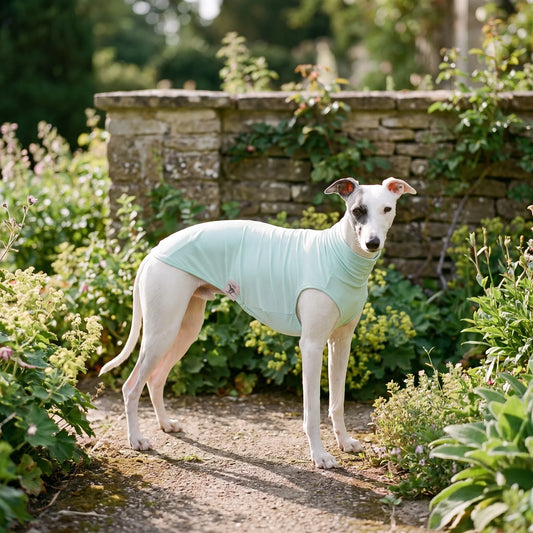 Ärmelloses Hundeshirt Für Den Sommer | SunPaws