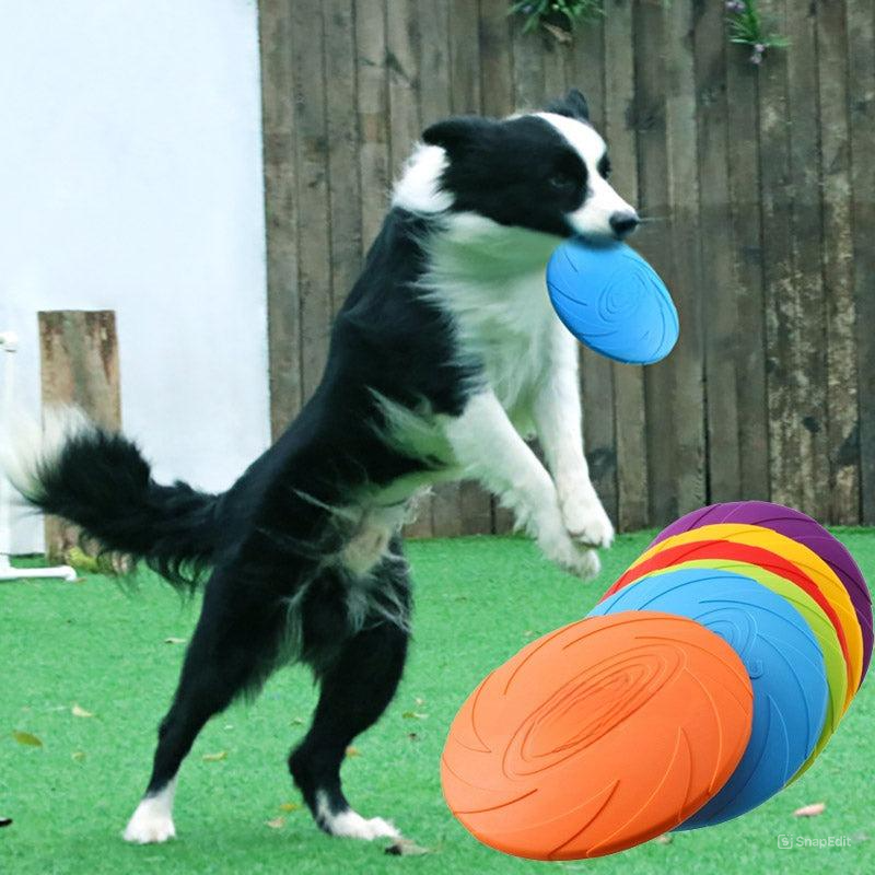 Baxter Frisbee Hund