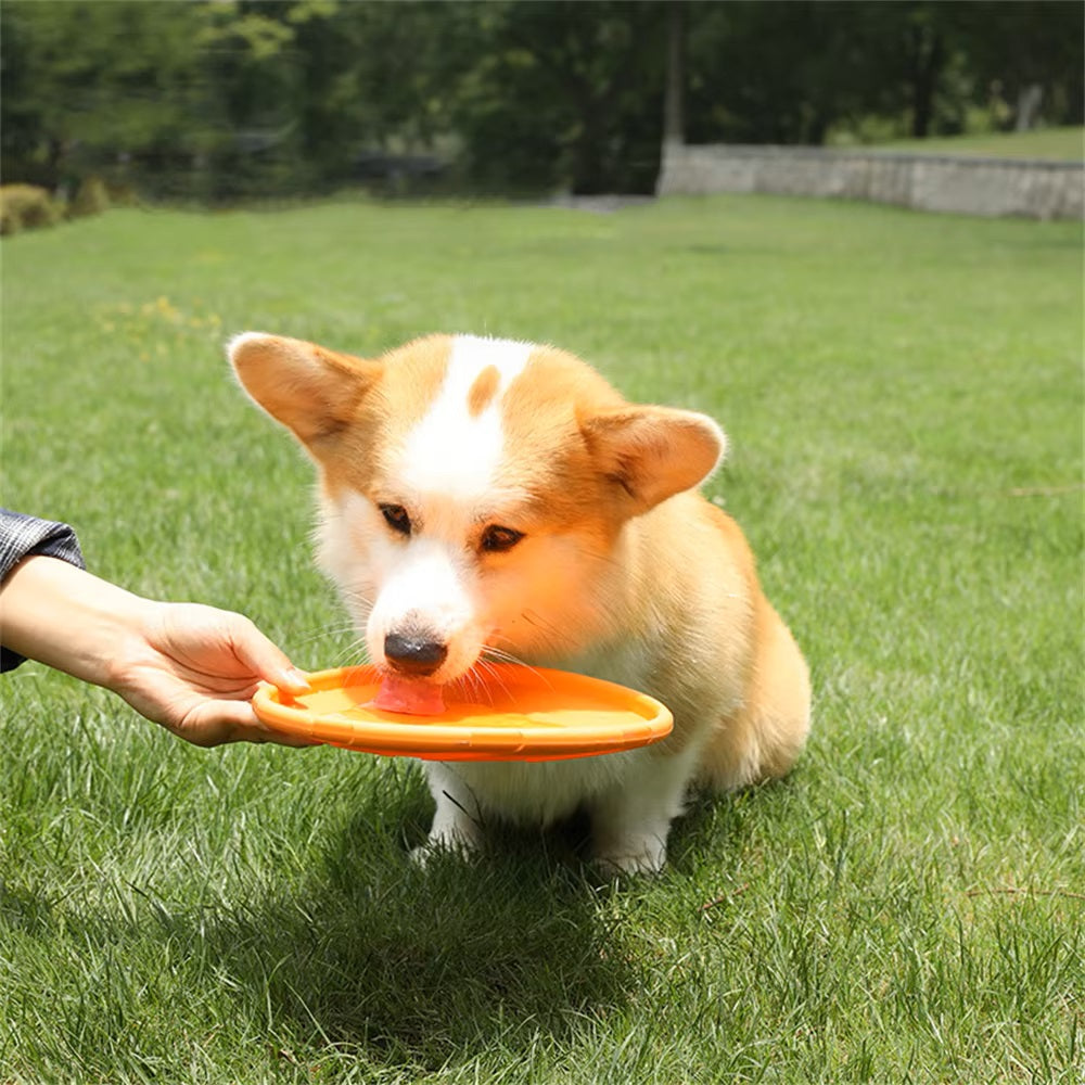 Baxter Frisbee Hund