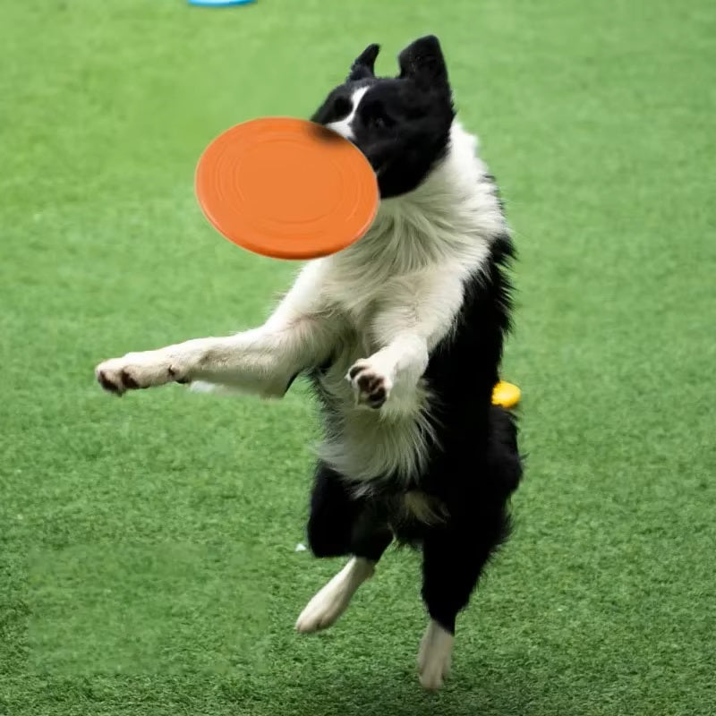 Baxter Frisbee Hund