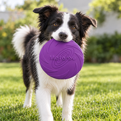 Baxter | Frisbee Hund