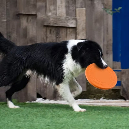 Baxter Frisbee Hund