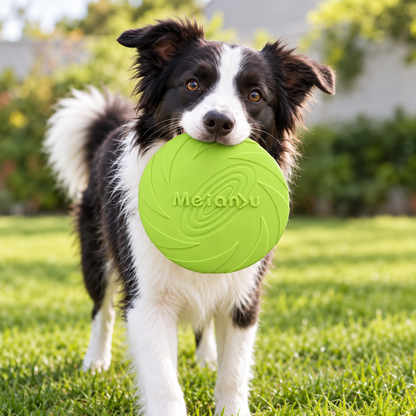 Baxter | Frisbee Hund