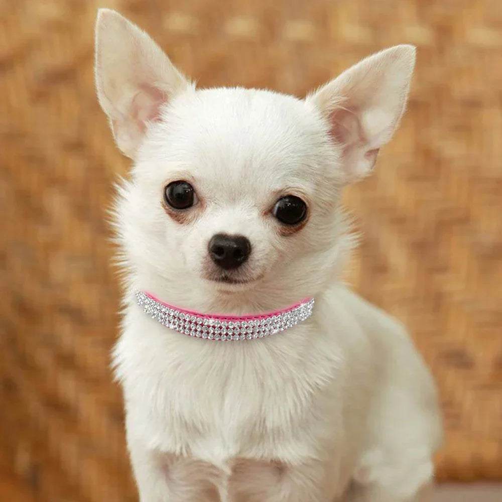 Bella Hundehalsband