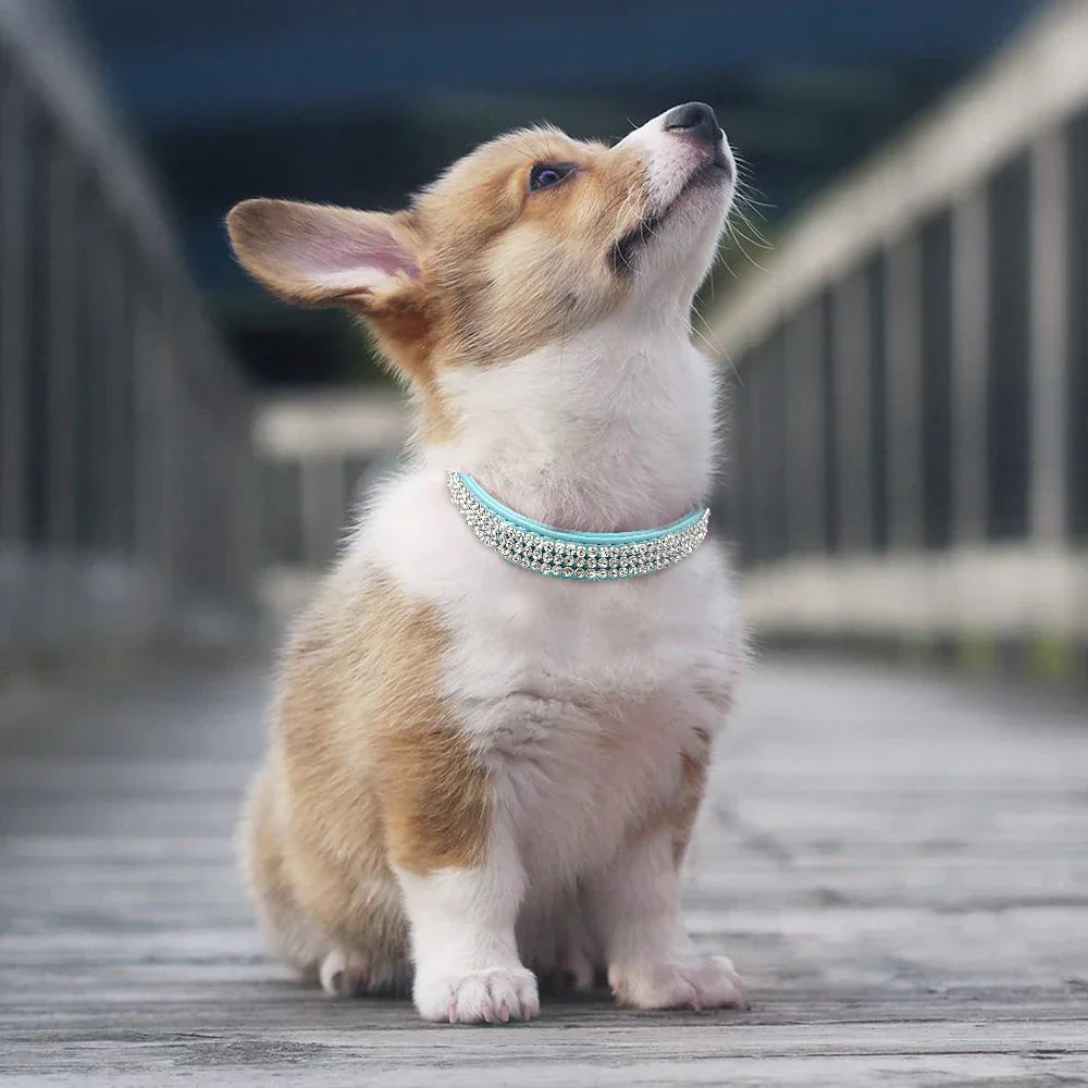 Bella Hundehalsband