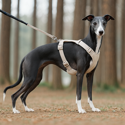 Cory | Verstellbares Hundegeschirr mit Leine Für kontrollierte Spaziergänge
