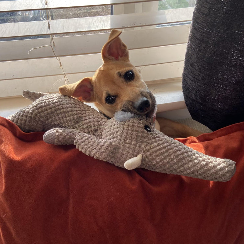 Chewy Interaktives Spielzeug fur Hunde