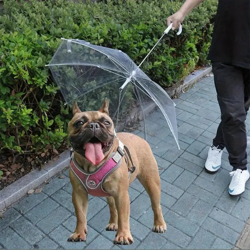 Daisy Hunde Regenschirm