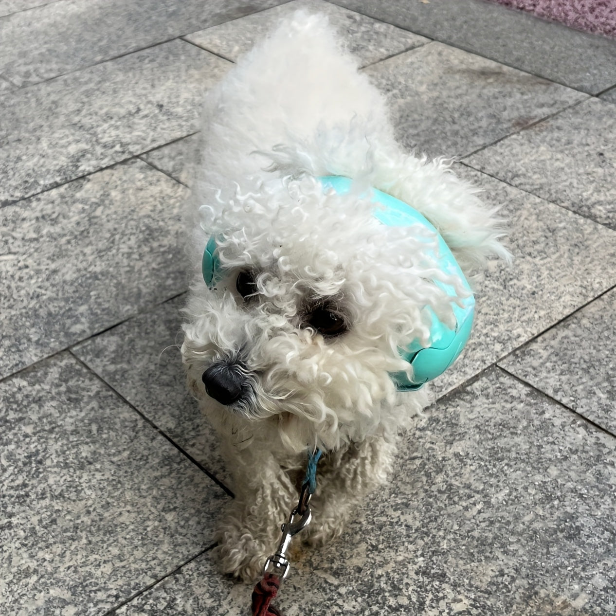 Gehörschutz Hund Geräuschreduzierend Verstellbar | Canvoro