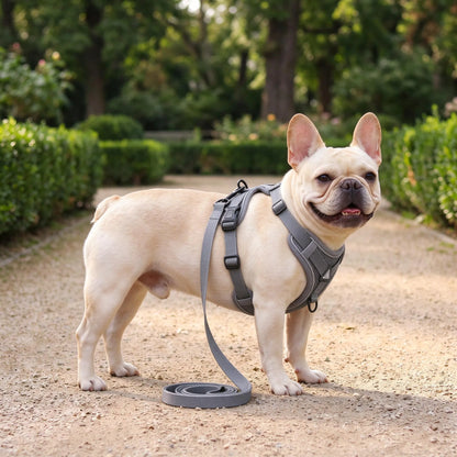 Gepolstertes Hundegeschirr Mit Passender Hundeleine