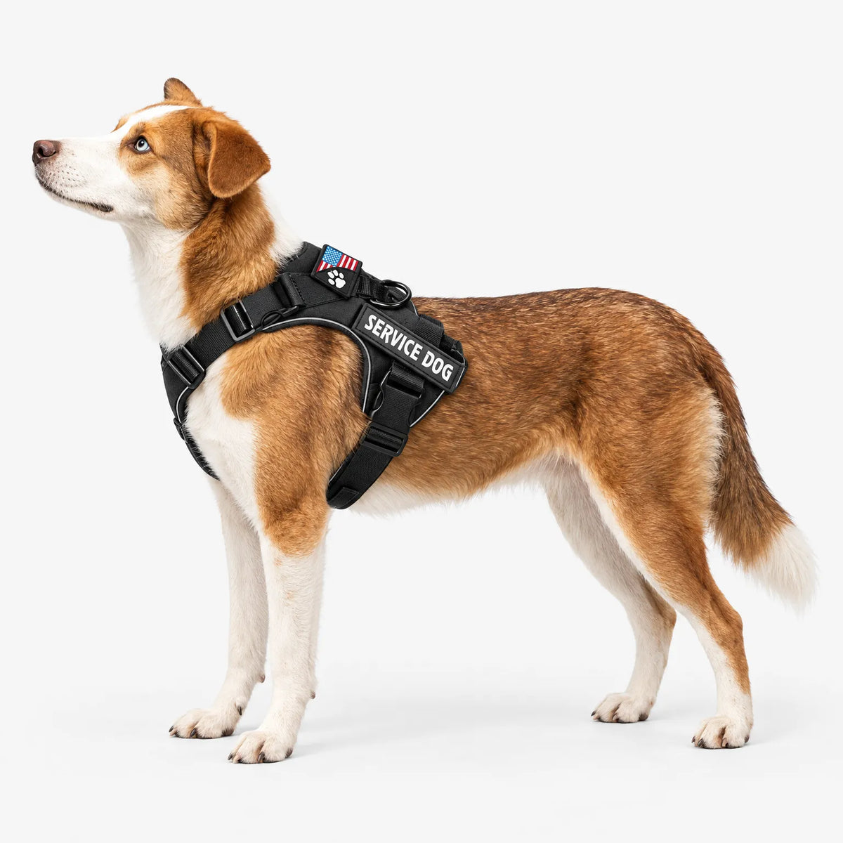 Gepolstertes Hundegeschirr Mit Reflektierenden Nähten