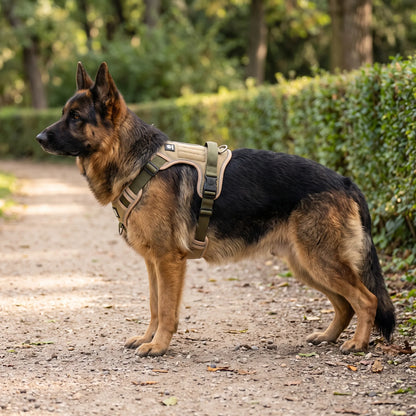 Gepolstertes Hundegeschirr Mit Verstellbaren Gurten