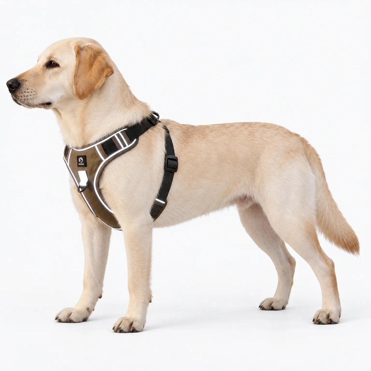 Gepolstertes Hundegeschirr Mit Verstellbaren Gurten