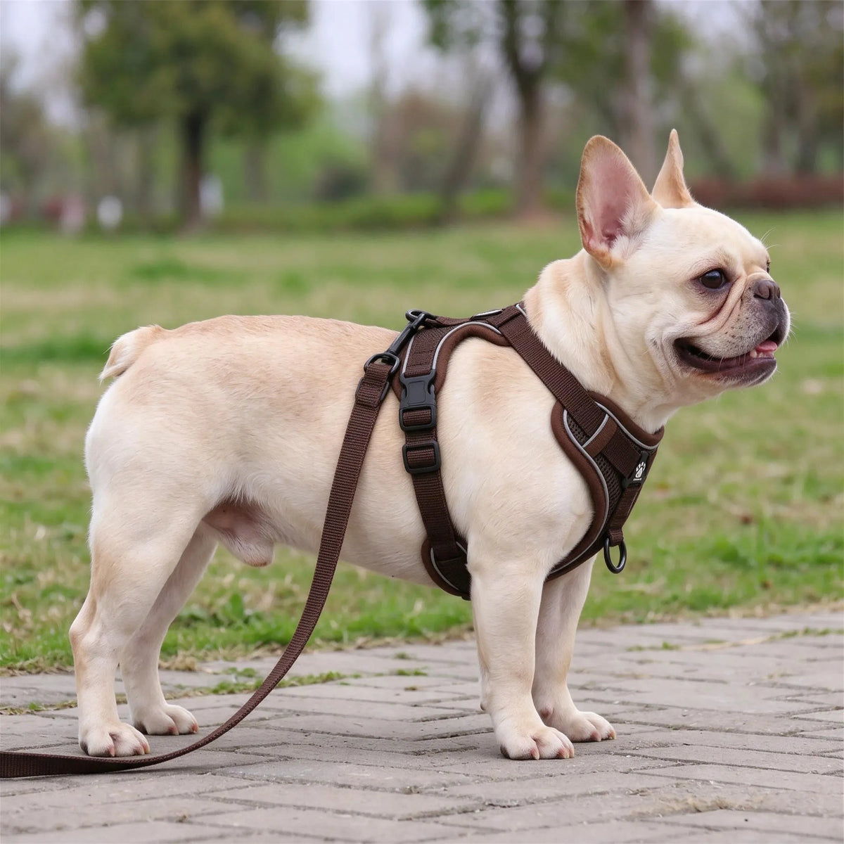 Gepolstertes Hundegeschirr Mit Vier Verstellpunkten