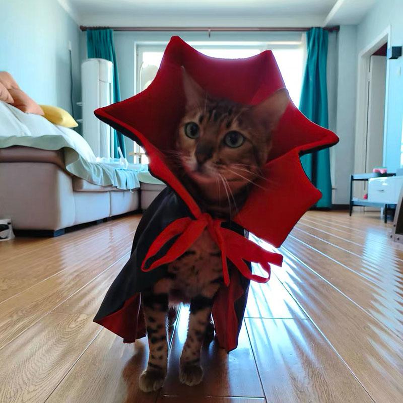 Zorro | Komfortabel und Stressfrei Gruseln