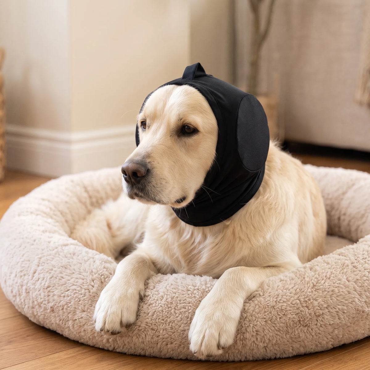 Hunde Ohrenschützer bei Gewitter | Miravo
