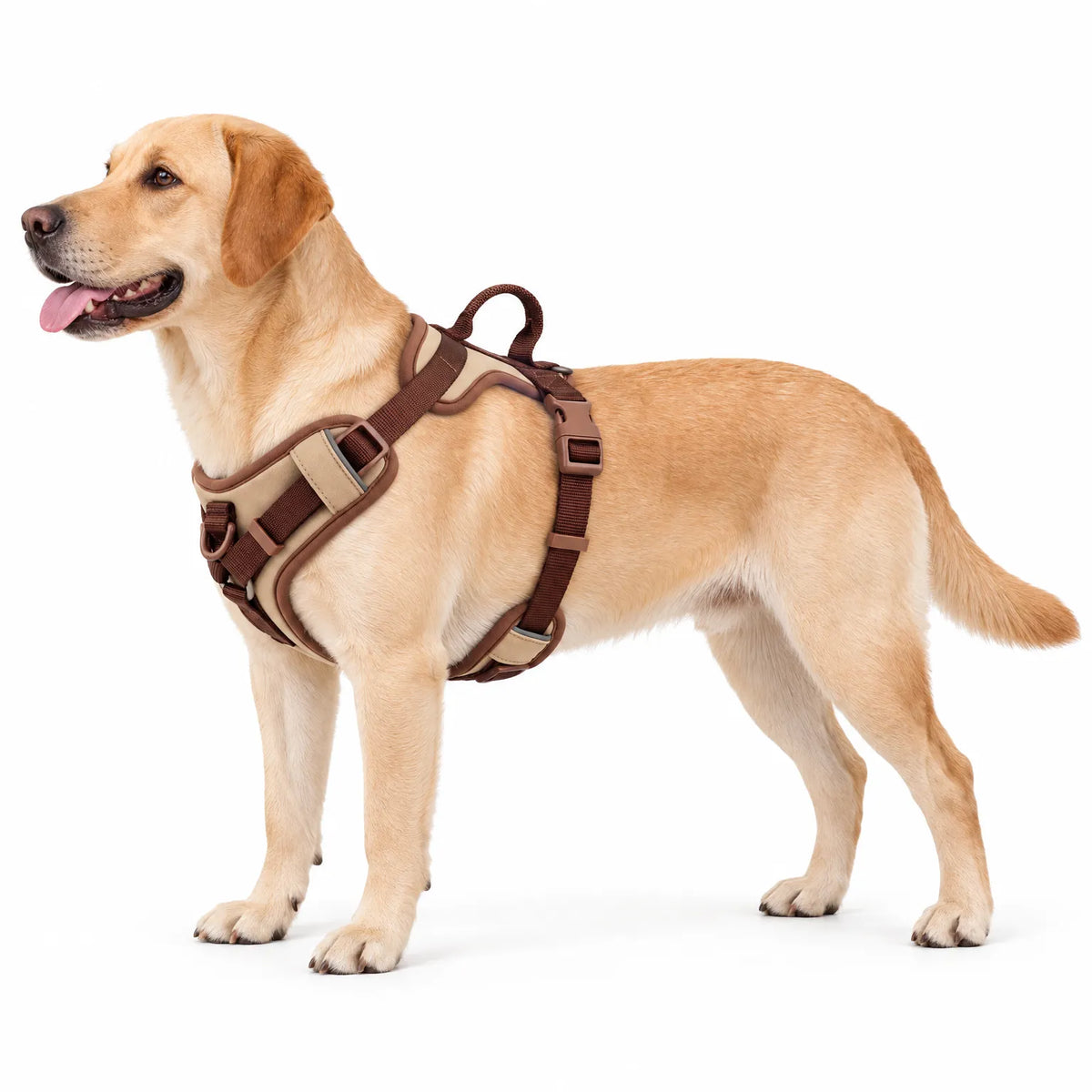 Hundegeschirr Gepolstert Mit Haltegriff