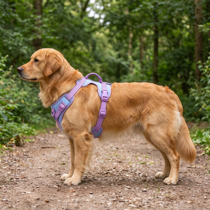 Hundegeschirr Gepolstert Mit Haltegriff