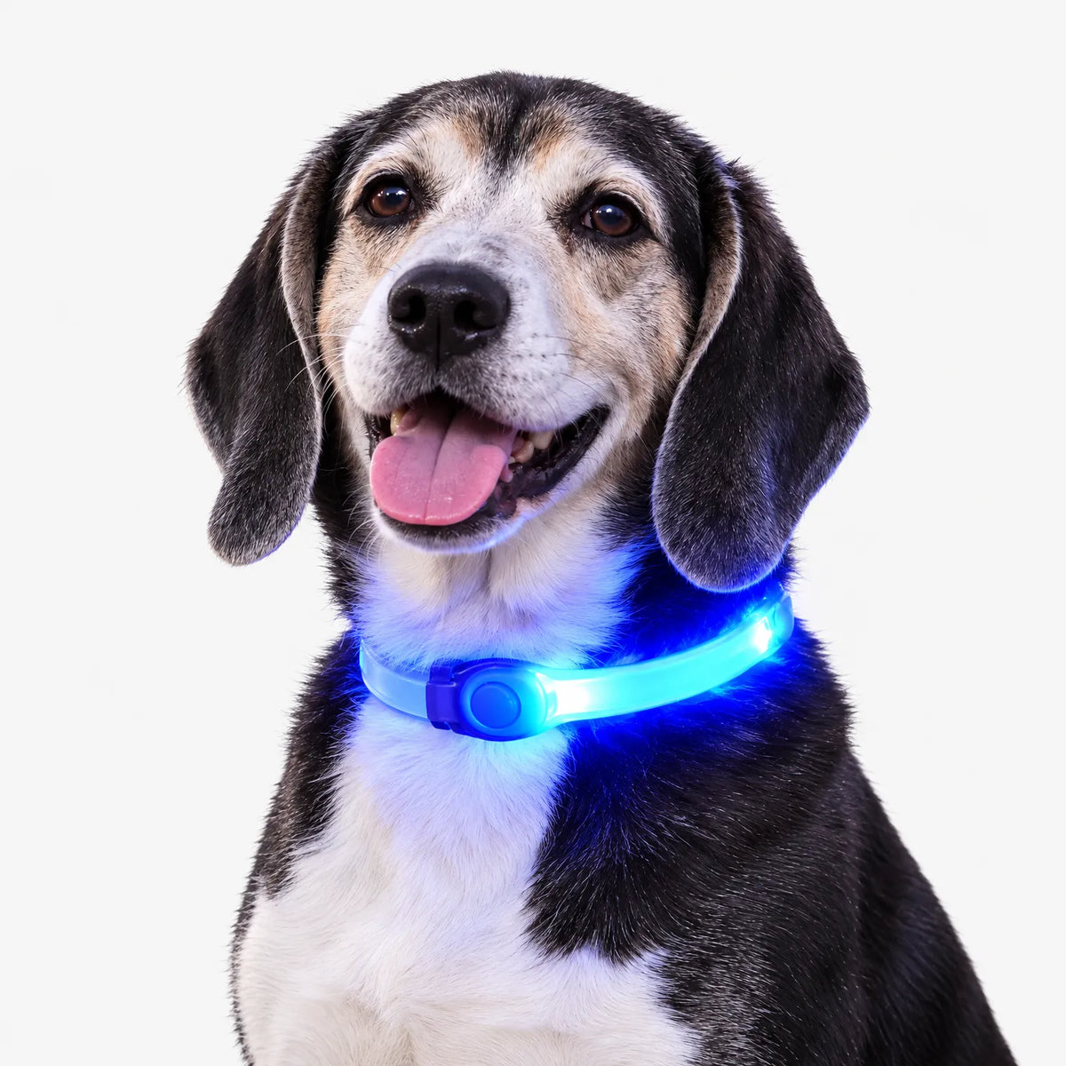 LED Sicherheitsleuchte Für Hunde