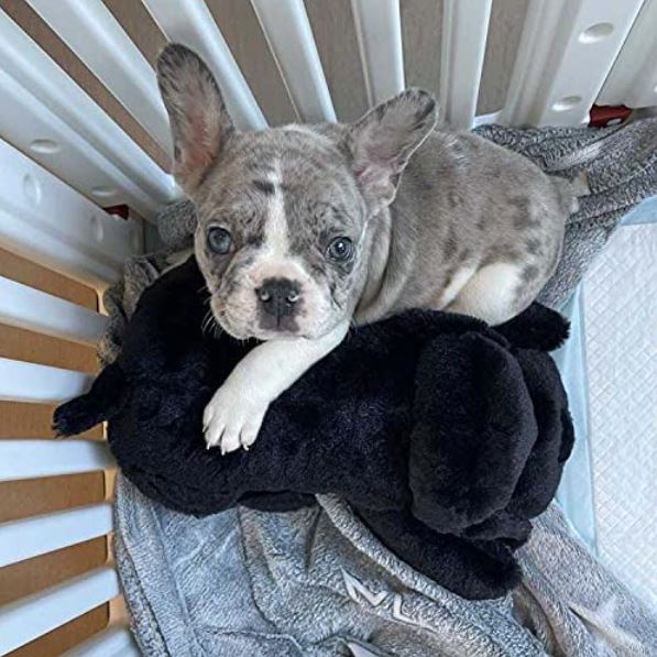 Liam Hunde Kuscheltiers Knuddel Pfoten