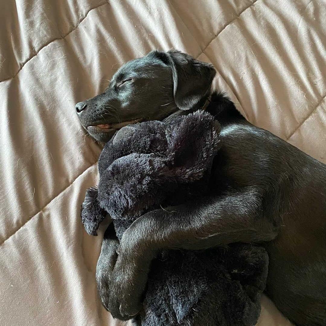 Liam Hunde Kuscheltiers Knuddel Pfoten