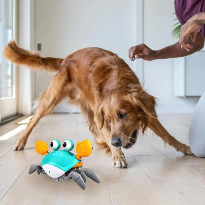 Rex | Interaktives Krabben-Hundespielzeug
