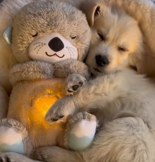 Realistisches Kuscheltier mit Atmung für Hunde | Max