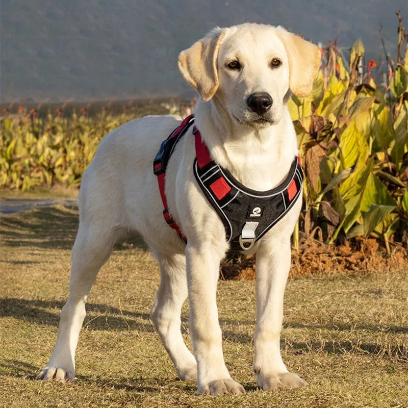Carl Atmungsaktives Hundegeschirr Kaufen