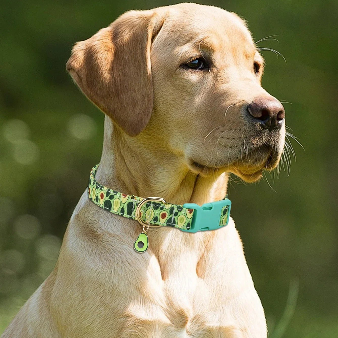 Edgar Fruchtmuster Hundehalsband Robust