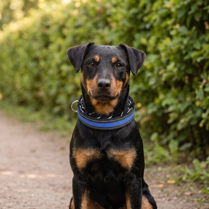 Torvian | No-Pull Halsband für Jagdterrier