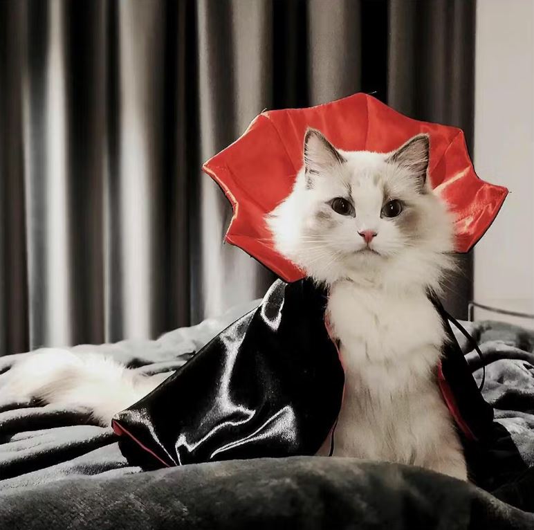 Zorro | Komfortabel und Stressfrei Gruseln