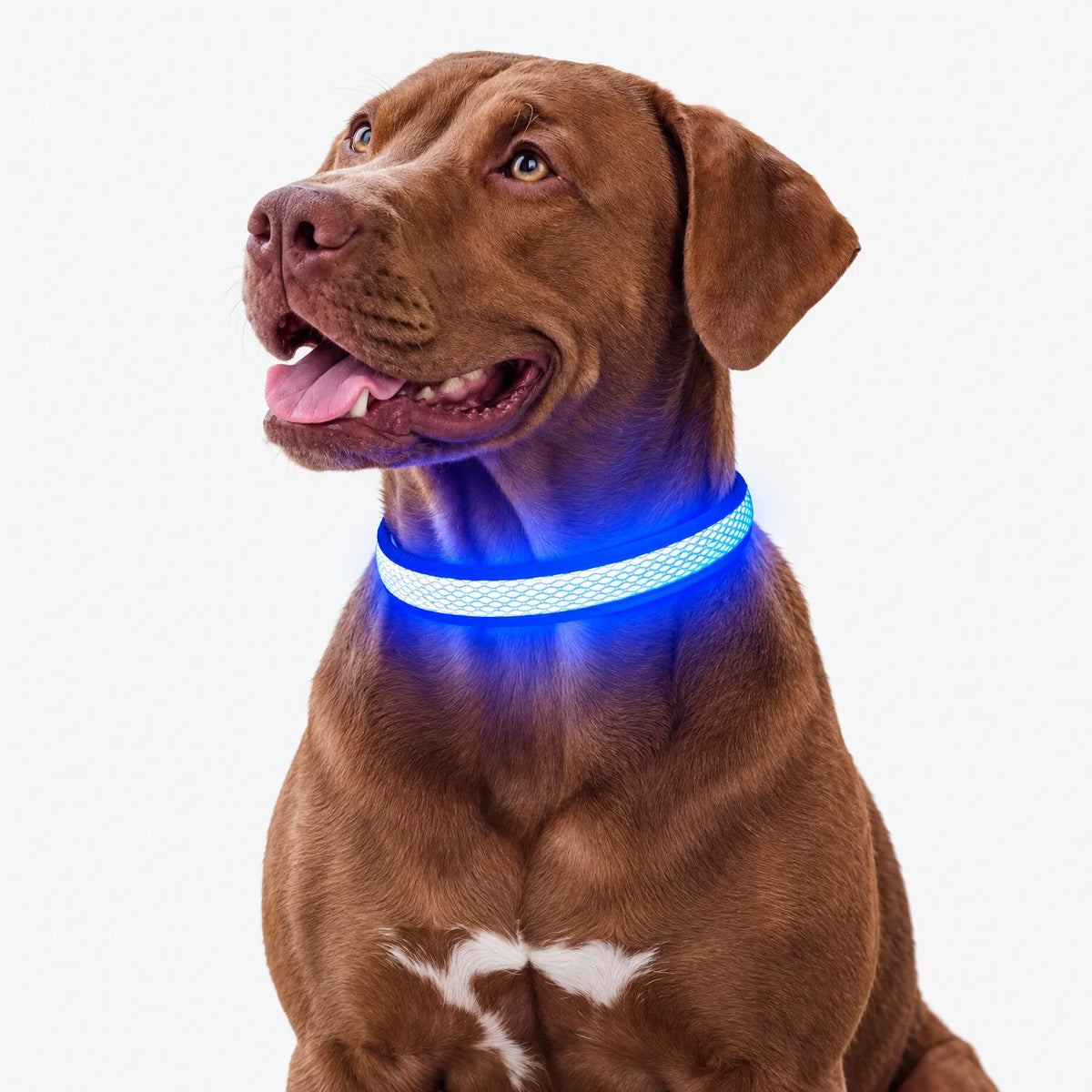 Wiederaufladbares LED Leuchthalsband Für Hunde