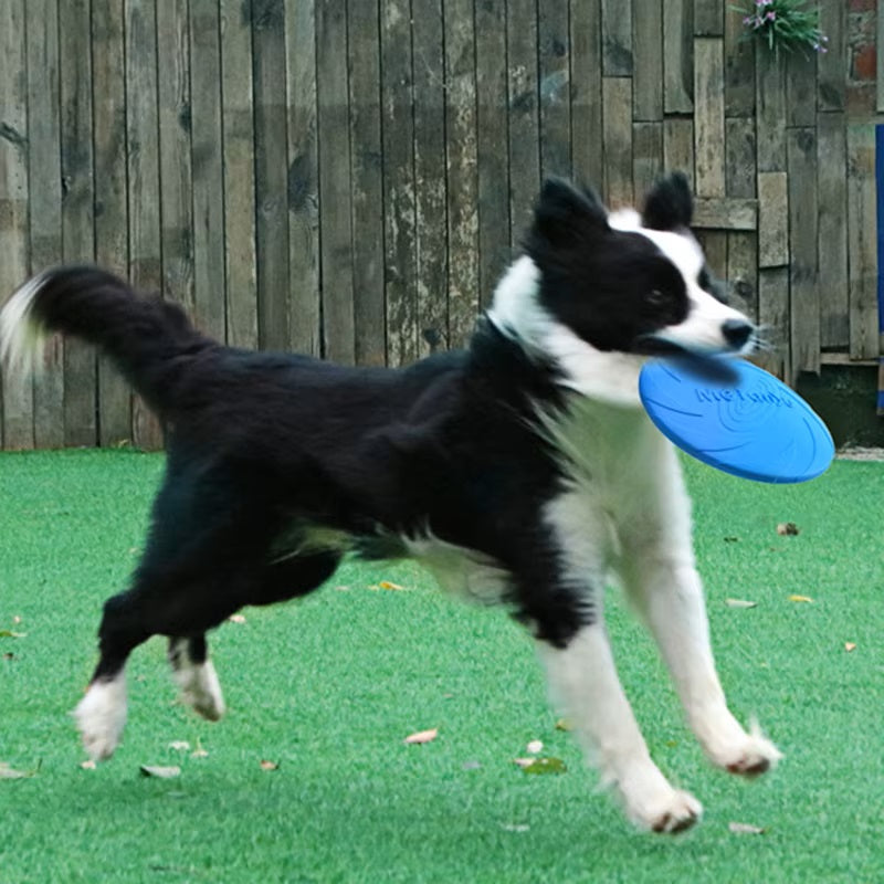 Baxter Frisbee Hund