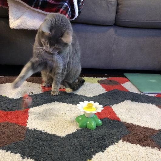 Ziva | Interaktives Katzenspielzeug