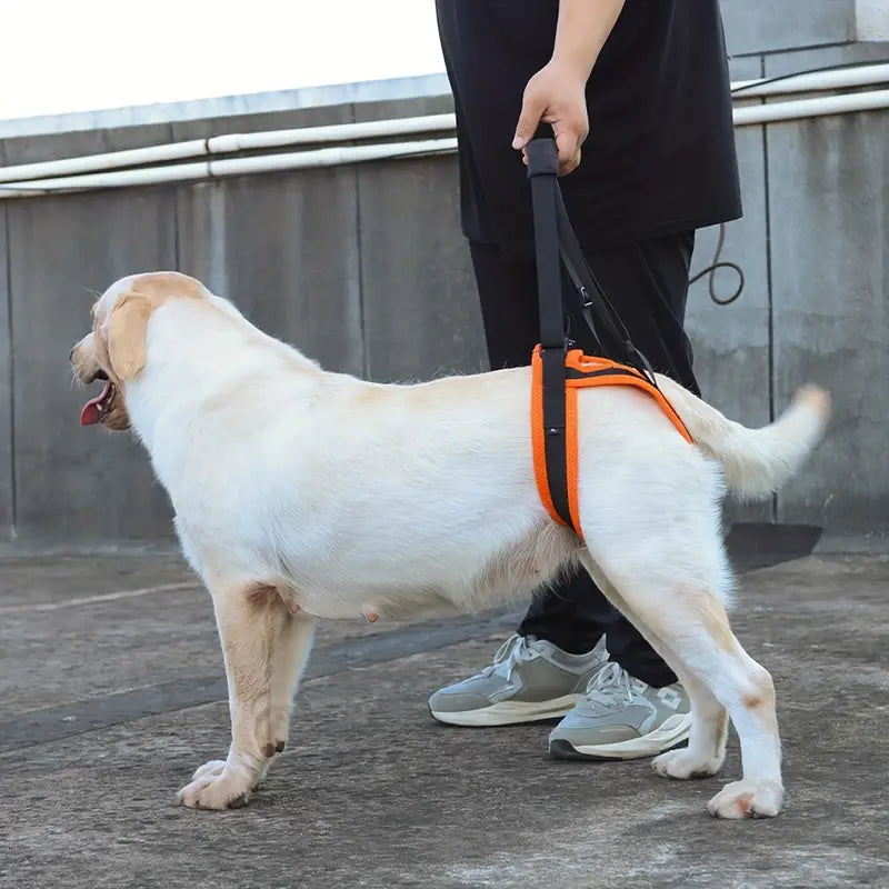 Pat Unterstützung Hinterbeine Hunde