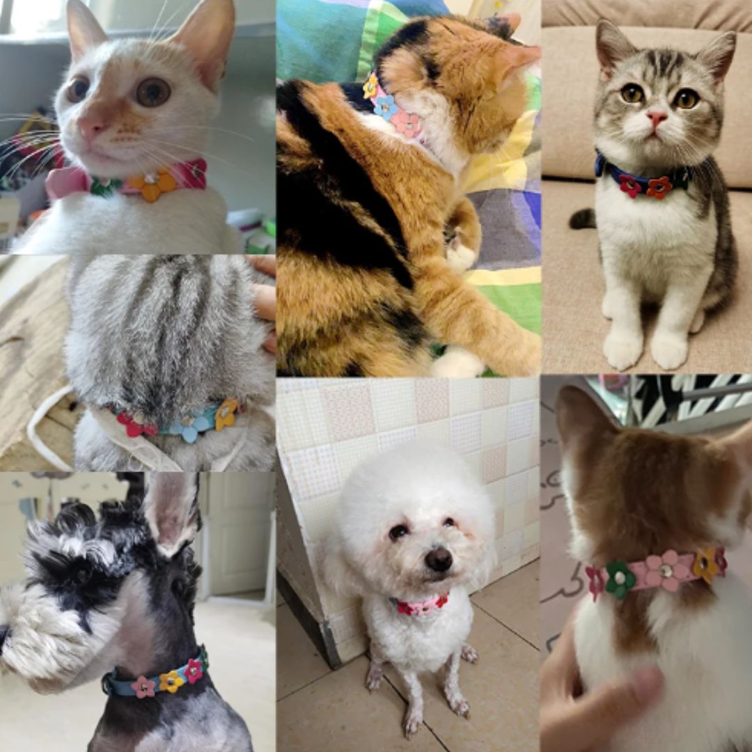 Angie | Stilvolles und sicheres Halsband für Hunde und Katzen