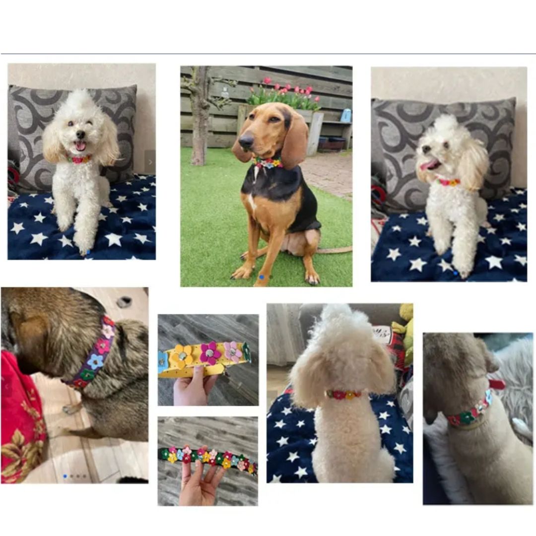 Angie | Stilvolles und sicheres Halsband für Hunde und Katzen