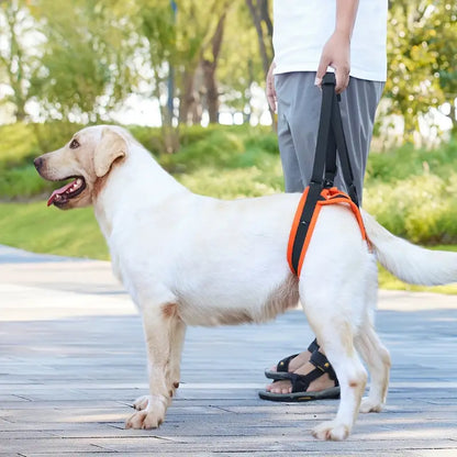 Pat Unterstützung Hinterbeine Hunde