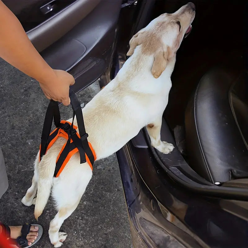 Pat Unterstützung Hinterbeine Hunde