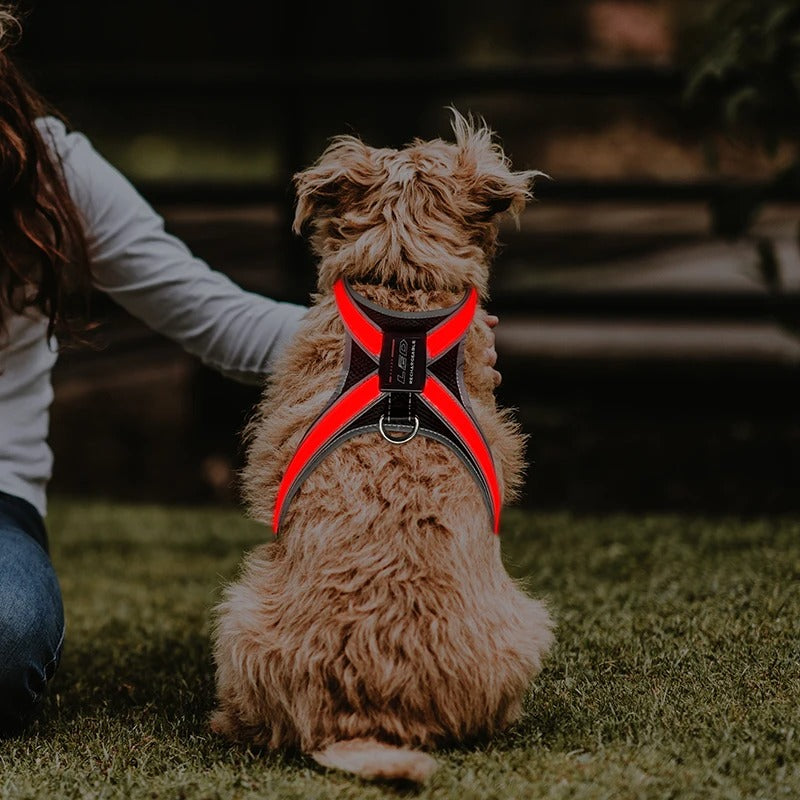 Lasse USB-Aufladbares LED-Hundegeschirr