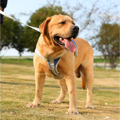 Hans Hundeleine mit Geschirr-Set für Assistenzhunde