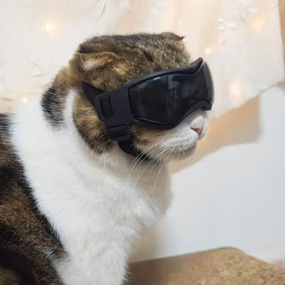 Jack | Hundebrille gegen Schmutz